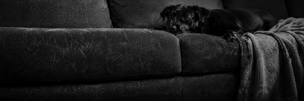 Sofá con pelo visible y mascota en casa
